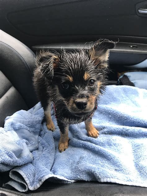 My beautiful Black and Tan pomchi puppy! Wet puppy!! #pomchi #pomeranian #blackandtan #puppy # ...