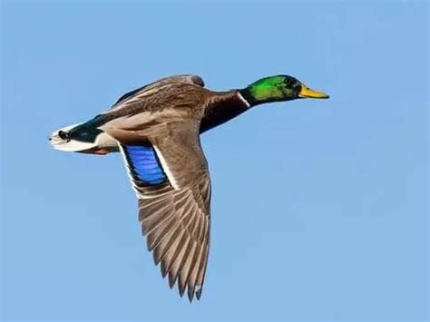 Why are Mallard ducks different colors?