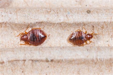 Bed Bug Infestation — One in Five Americans - Drive-Bye Pest Exterminators