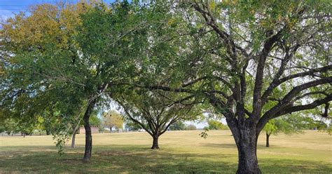 Austin Parks and Recreation Overview | AustinTexas.gov