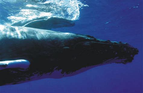 Baby whale wears a camera, reveals its travel and nursing behavior: video