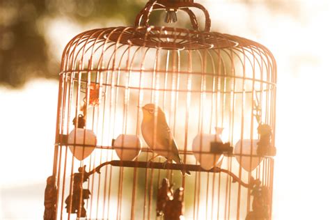 Canaries, Cages, Covid and Compassion | Hope In Time