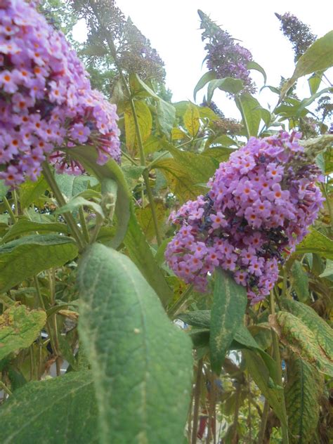 紫醉鱼草 / Purple butterfly bush | 香味很浓的醉鱼草。/ The butterfly bush… | Flickr