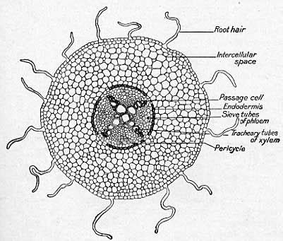 Root Hair Cell Diagram - SaigeaxGilbert