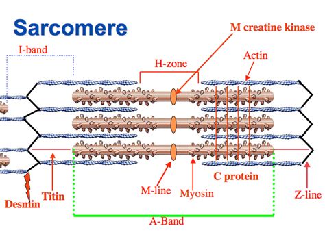 Sarcomere | Definition, Structure, & Sliding Filament Theory