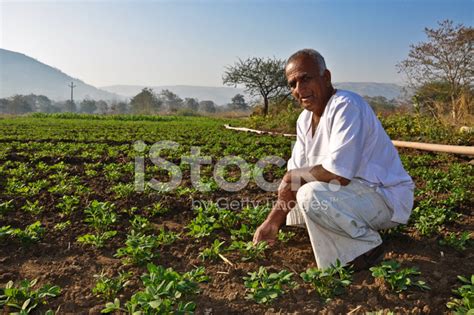 Indian Farmer In Groundnut Farm Stock Photo | Royalty-Free | FreeImages