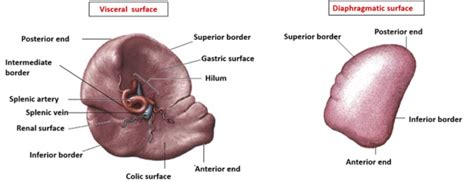 Spleen , location, relations hilum, peritoneal folds attached , Anatomy QA