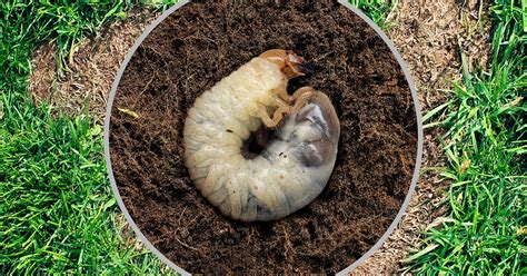 How To Get Rid of Grub Worms In Your Lawn | IFA's Helping to Grow Blog