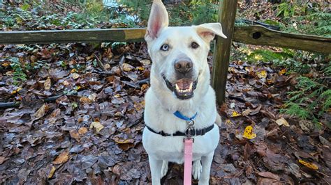 Pet of the Week: Meet Havi, an active 4-year-old Alaskan husky mix