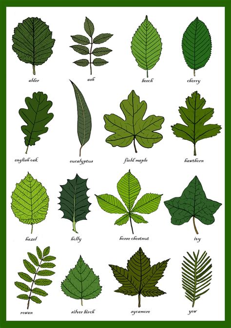 Tree And Leaf Identification