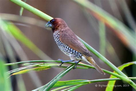 Scaly-breasted Munia - Big Year Birding