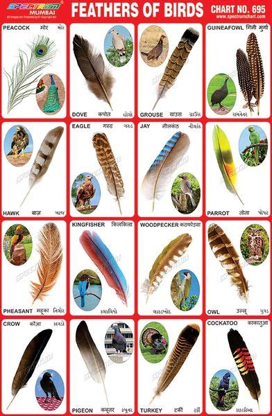 Bird Feather Identification Chart