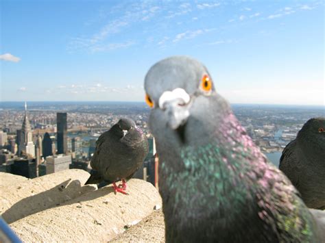 Pigeon with New York Skyline in the background | Pigeon with… | Flickr