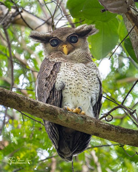 Rare Barred Eagle-Owl Spotted In Bukit Timah, Intrigues Netizens With Hootiful Large Eyes