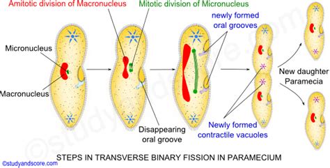 👍 Process of conjugation in paramecium. Paramecium Reproduction. 2019-01-26