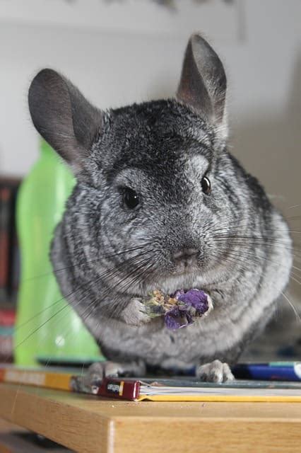 Bedding Options For Chinchillas – What you need to know – Childhoodpets.com