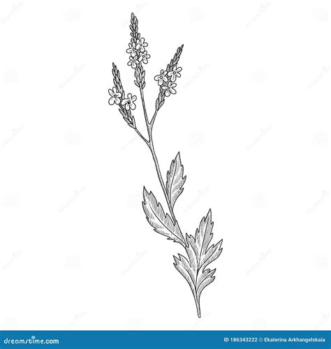 Vector drawing verbena stock vector. Illustration of floral - 186343222