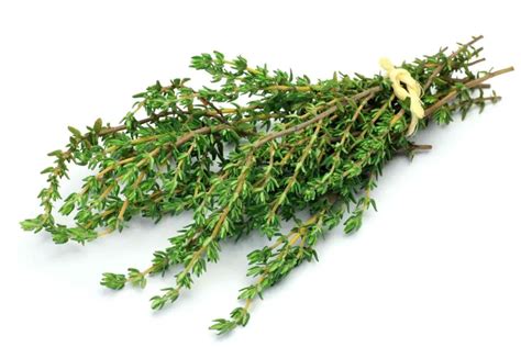 8 Side Effects Of Thyme