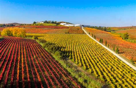 Portugal Vineyards