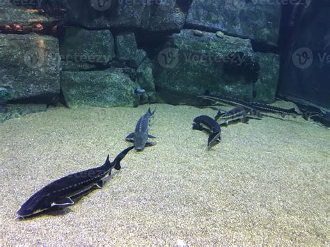 Sturgeon underwater in the aquarium 15046248 Stock Photo at Vecteezy