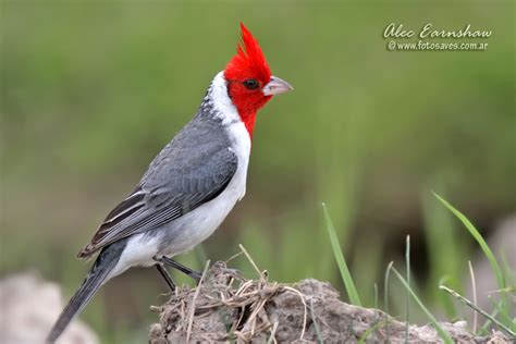 Red-crested Cardinal | Animal Database | FANDOM powered by Wikia