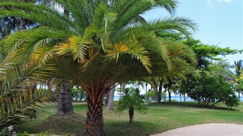 Diagram Types Of Palm Trees