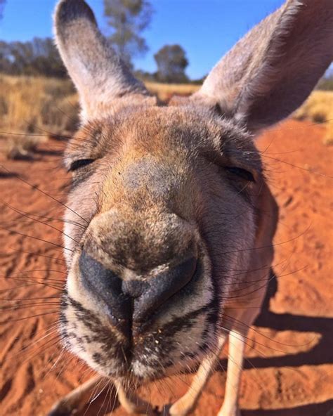 Rescued Kangaroo Hugs Her Rescuers Every Day, And The Internet Can’t Handle It | Bored Panda