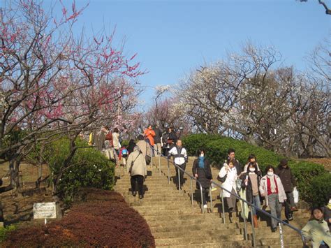 Grassman's Tokyo Walk: Setagaya Ume Festival @Umegaoka：Feb. 26, 2011