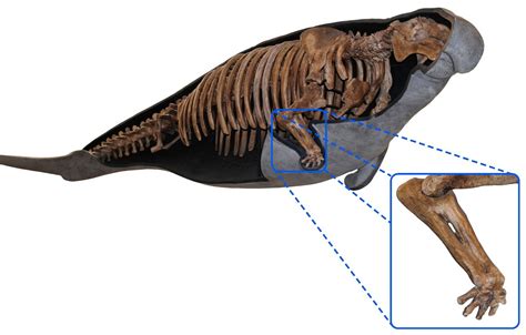 Caribbean Paleobiology: The hand of Steller’s sea cow, revisited