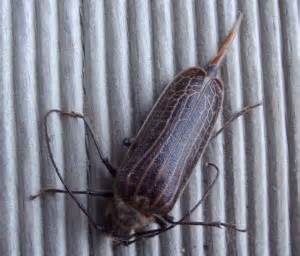 HuHu Beetle from New Zealand - What's That Bug?