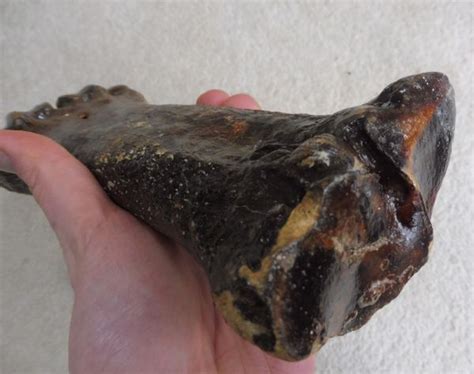 Fossil Steppe Bison Metacarpal for Sale. UK Fossils. North Sea ...