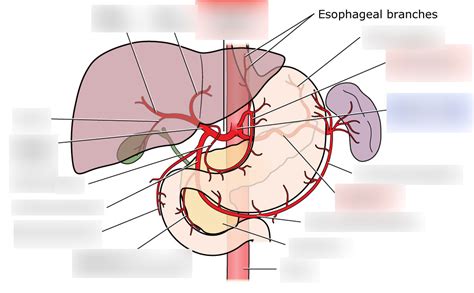 branches of the celiac trunk Diagram | Quizlet