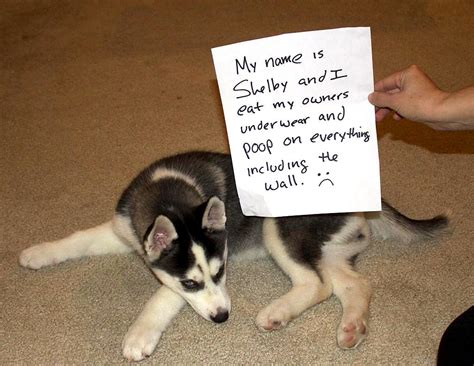 28 Very Naughty – But Incredibly Funny – Dogs