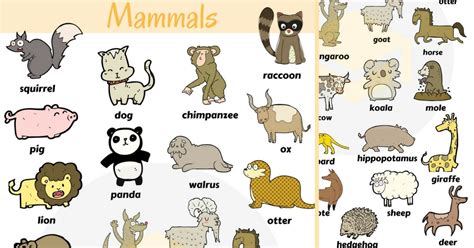 List of Mammals in English with Pictures • 7ESL