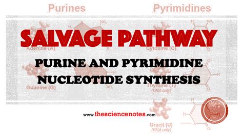 Salvage Pathway: Purine and Pyrimidine Nucleotide Synthesis