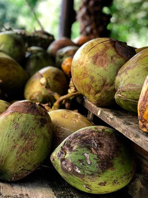 Green Coconuts · Free Stock Photo