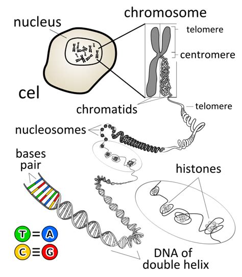 Difference Between Chromosome and Gene - Pediaa.Com