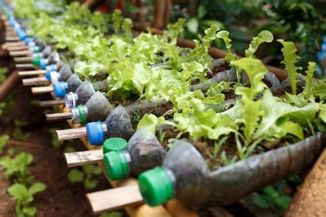 Turn plastic bottles into container gardens | Starting a vegetable ...