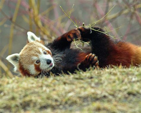 Red Panda eating Photograph by Jenware Photography - Fine Art America