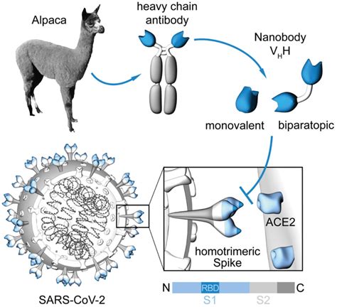 How Nanobodies could advance Sars-CoV diagnostics | Proteintech Group