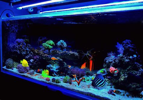 Saltwater Aquarium Filter: Everything You Need To Know