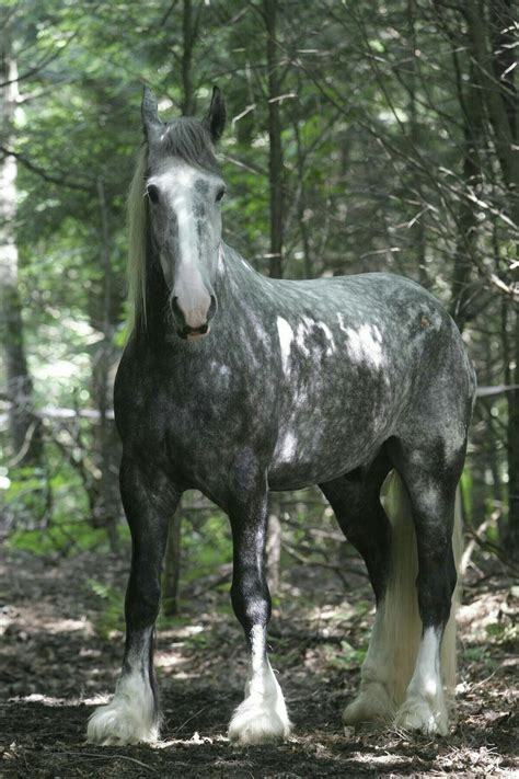 Pin by SEERAAR PEREZHIL சீரார் பேரெழி on HORSES' WORLD குதிரைகள் உலகம் | Horse breeds, Horses ...