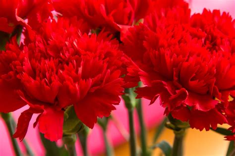 Why are Carnations Spain’s Nationwide Flower? - My Blog