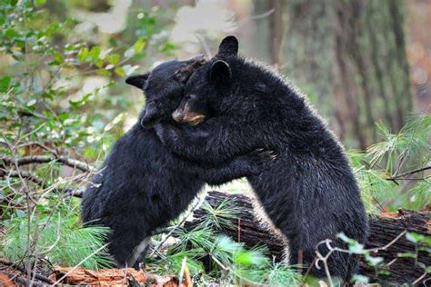 10 Shocking Facts About Smoky Mountain Wildlife