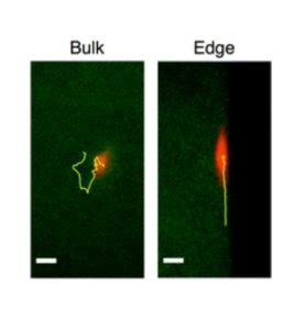 Penn Chemical Engineers Published in Soft Matter Journal