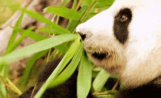 Panda Bamboo GIFs - Get the best GIF on GIPHY