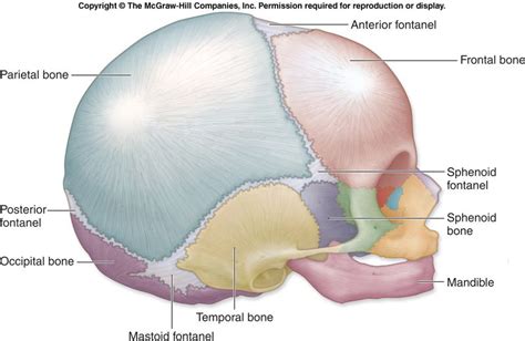 fontanels of the fetal skull | occipital fontanel sphenoidal masoid fontanel note the anterior ...