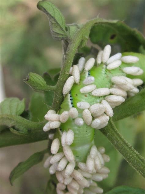 Tomato Hornworm with larva...yikes! | Tomato hornworm, Hornworm, Garden ...