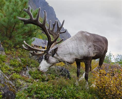 Deer at mountains stock photo. Image of cute, buck, country - 25253556