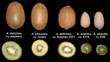 Types and Benefits Of Kiwi Fruit